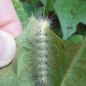 Fall Webworm (Caterpillar)