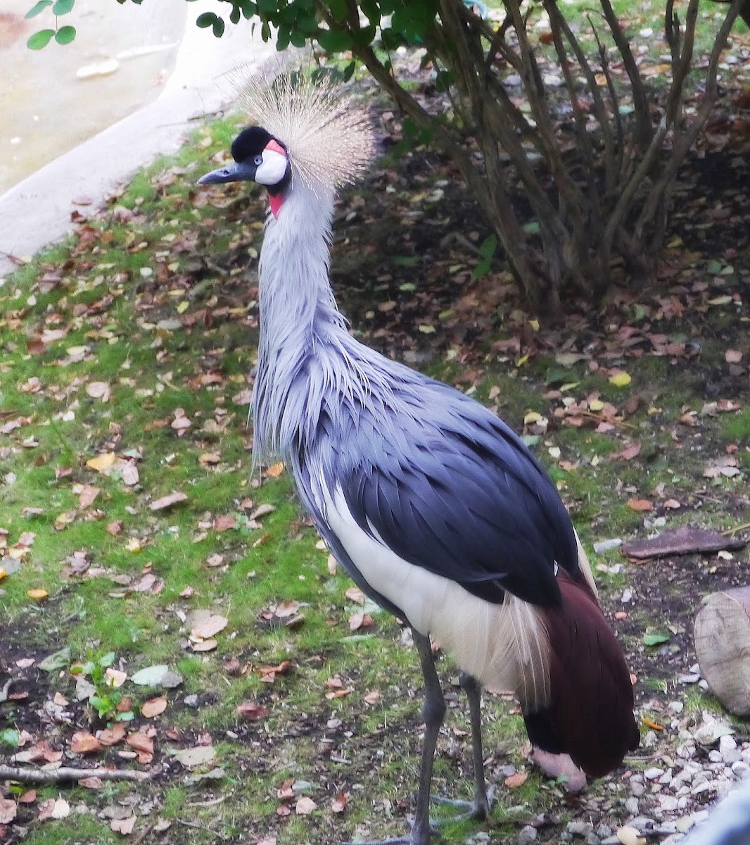 Grey Crowned Crane