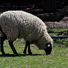 Black-face Sheep