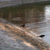 female Boat-tailed Grackle