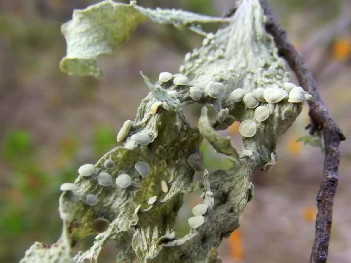 Pale green lichen