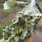 Pale green lichen