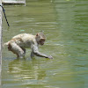 Rhesus macaque