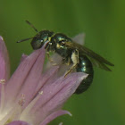 Unknown Bee