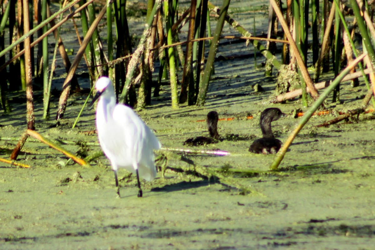 Snowy Egret and a pair of Pied-billed Grebe