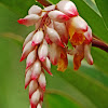 Ginger-lily