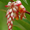 Ginger-lily