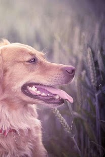 How to install Golden Retriever Puzzle patch 1.1 apk for laptop