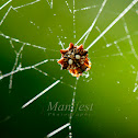 Spiny Orbweaver Spider