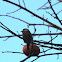 varied tit and persimmon