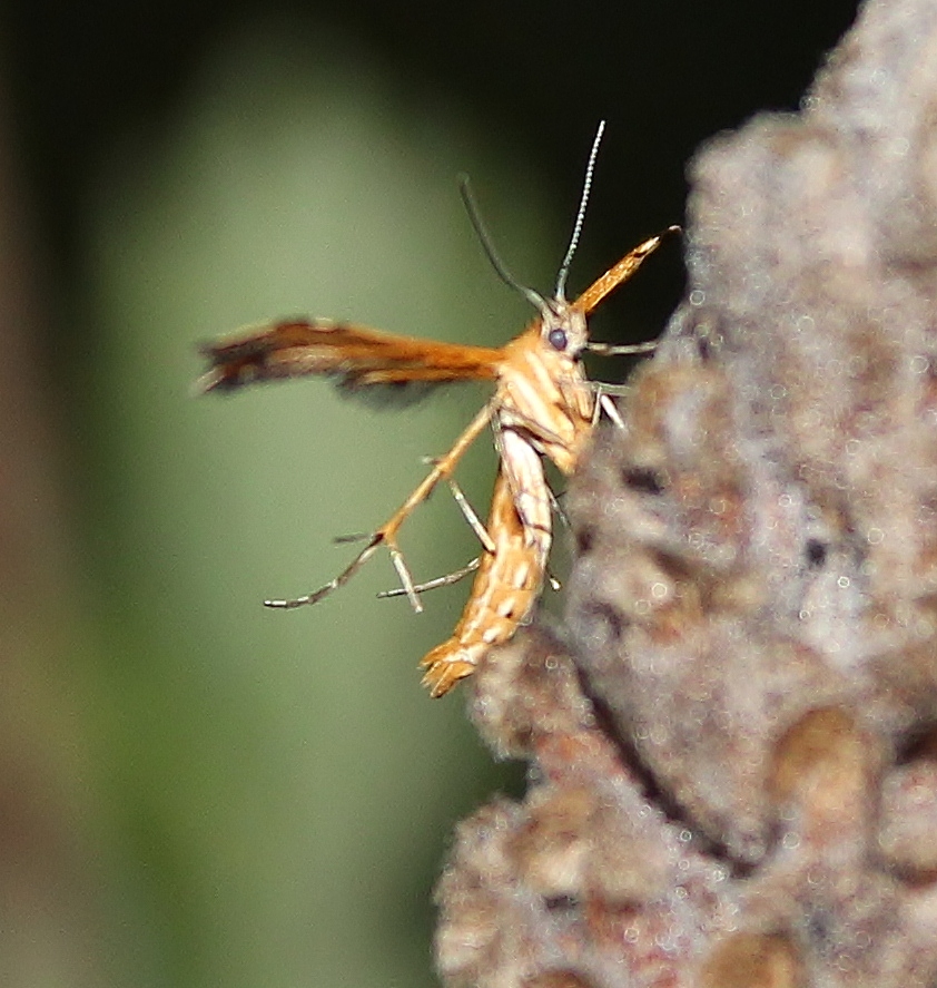 Orange Plume Moth