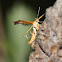 Orange Plume Moth
