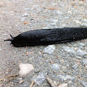 Black slug