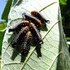 Beetle larvae