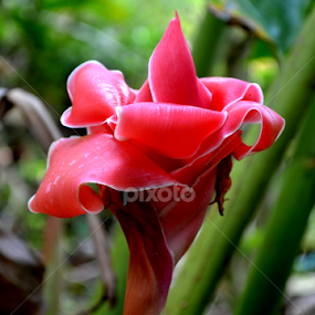 Beautiful flower by Vijayendra Venkatesh - Flowers Single Flower