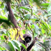 Muller's Bornean Gibbon