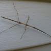 Phasmatodea