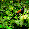 The Greater Coucal or Crow Pheasant