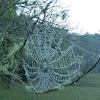 Morning dew in spider's webs