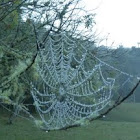 Morning dew in spider's webs