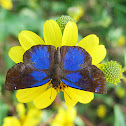 Glorious Blue-Skipper