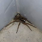 Carolina Wolf Spider