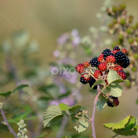 Greek berries by Vladimir Bogovac - Nature Up Close Other plants