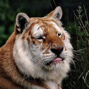 Cheeky by Zoe Walker Designs - Animals Lions, Tigers & Big Cats