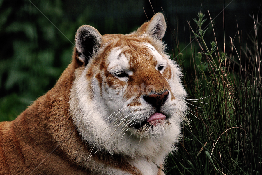 Cheeky by Zoe Walker Designs - Animals Lions, Tigers & Big Cats