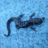 Spotted salamander