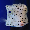 Horn-nosed Boxfish