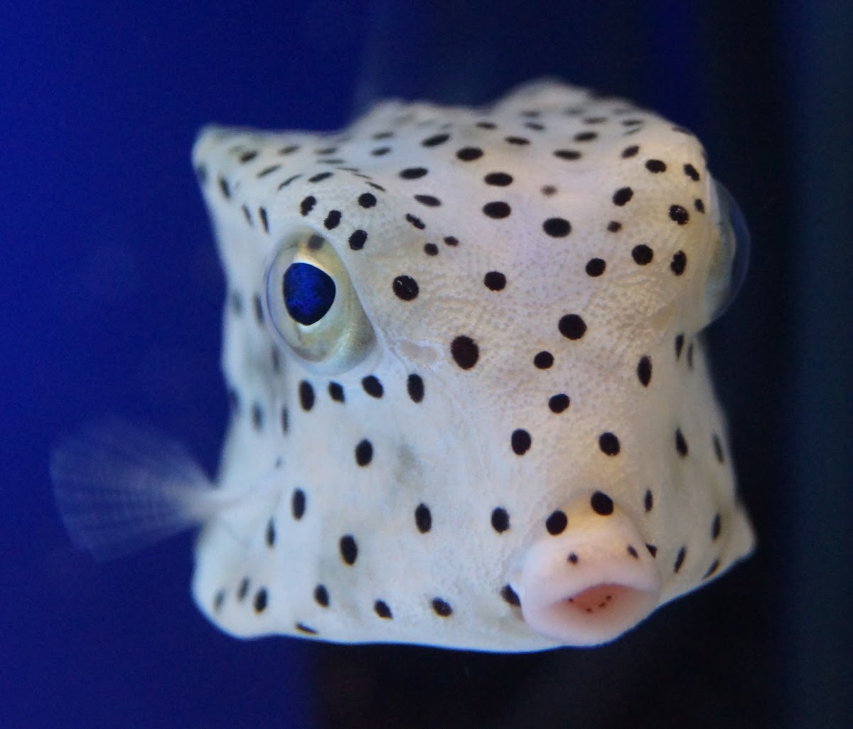 Horn-nosed Boxfish