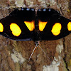 Blue-spotted Firewing