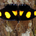 Blue-spotted Firewing