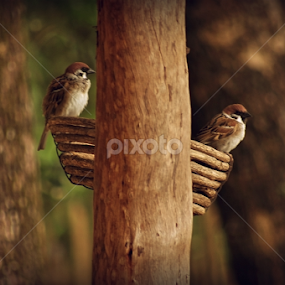 Angry Birds by Jhun Melchor - Animals Birds