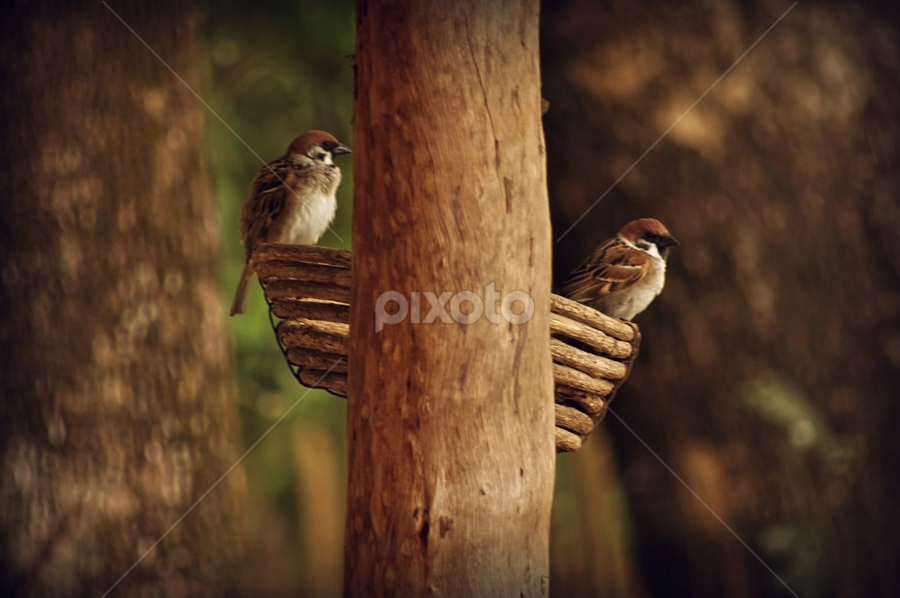 Angry Birds by Jhun Melchor - Animals Birds