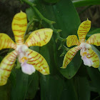 The Striped Flower Phalaenopsis