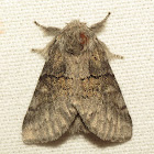 Common Gluphisia