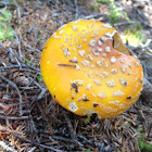 American Eastern Fly Agaric Mushroom