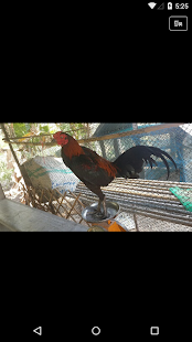 Download ตลาดสัตว์เลี้ยง นก ปลา วัว ไก่ APK