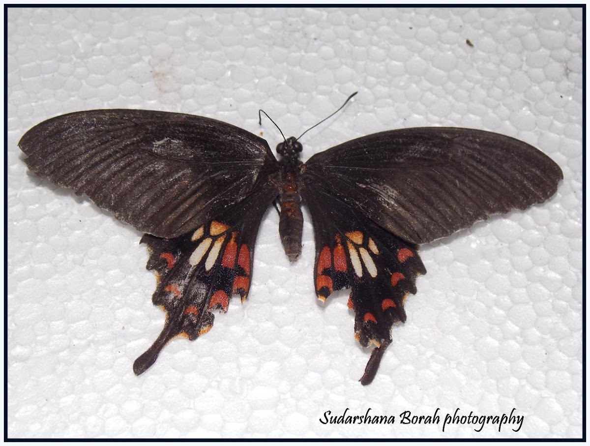 Common Mormon  butterfly