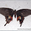 Common Mormon  butterfly