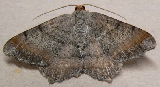 Southern Chocolate Angle Moth