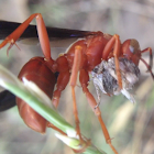 Red Wasp - making a spitball out of an insect