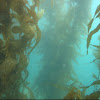 Giant Kelp