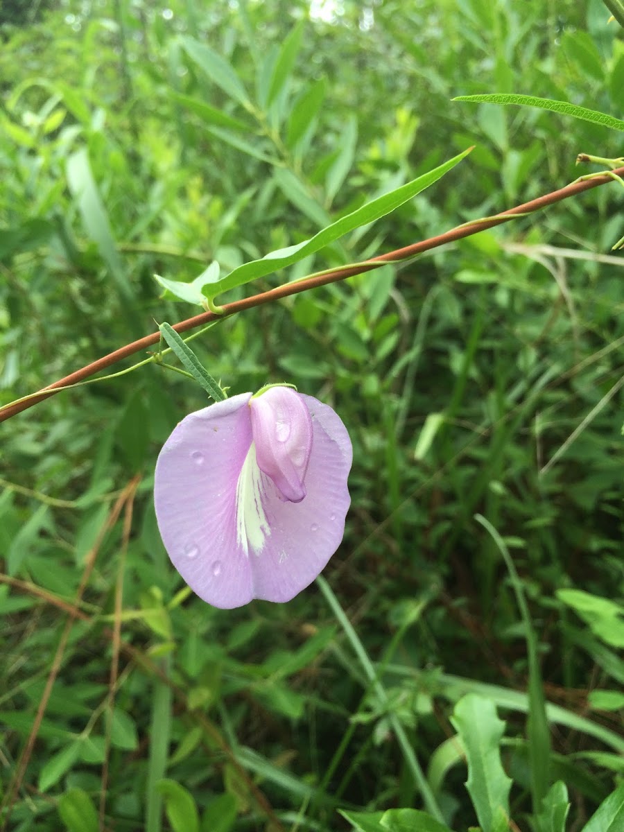 Climbing Butterfly-Pea