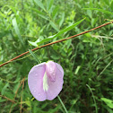 Climbing Butterfly-Pea