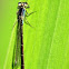 Blue-tailed Damselfly