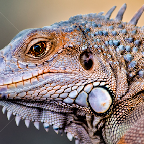 Iguana by Amril Nuryan - Animals Reptiles
