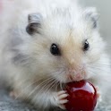 Hamster Puzzles